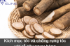 Kích mọc tóc và chống rụng tóc với rễ cây ngưu bàng