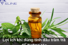 Lợi ích khi dùng tinh dầu tràm trà để dưỡng tóc