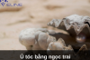 Ủ tóc bằng ngọc trai
